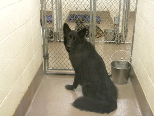 fuckyeahgermanshepherds: Coming at you with an URGENT, THIS ANIMAL NEEDS TO BE ADOPTED post. Gwinnet