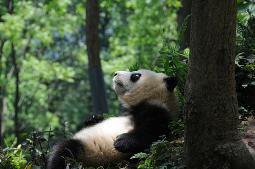 v0tum:  Watchin’ the clouds go by … by TAIwiffic on Flickr. 