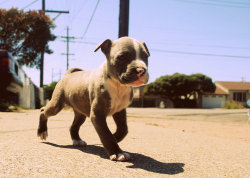 iamquan25:  Damn i want this dog  