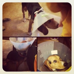 Fletcher acting like the most abused dog ever 😒 (Taken with instagram)