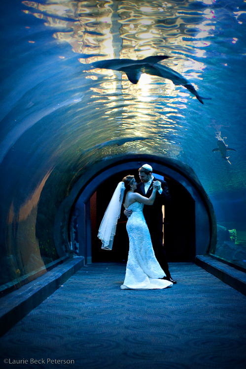 sharks-ahoy:  Holy mary mother of god  I never really think about weddings. But. This would be awesome.