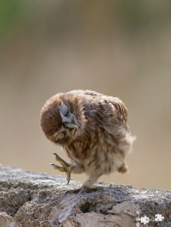 despicablealexis:  “little owl” by EMMEBIPHOTO