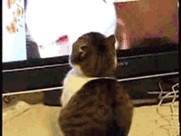 When you hear someone mention "The L Word"