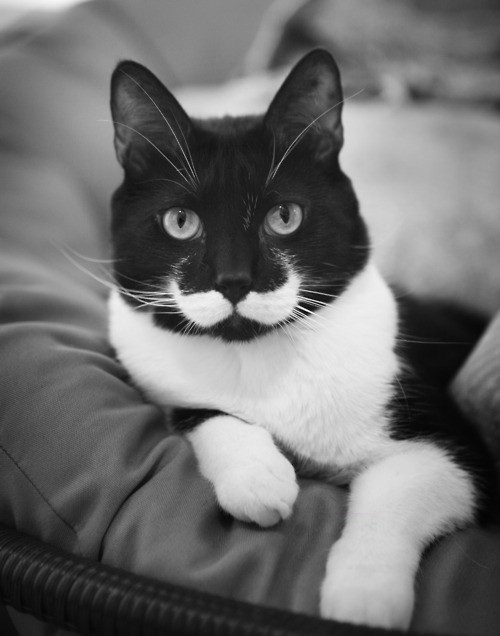 jessykinzz:  king-of-diamonds:  aestheti-c:  dionesia:  ..this cat has a swell ‘stache 