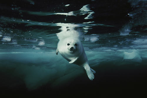 roccoguiseppe:harp_seal_pup by sofocles on Flickr.