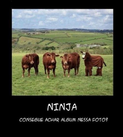 magiadohumor:  mais…eu so vejo vacas