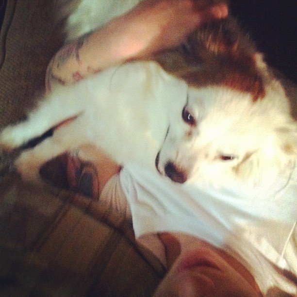 Roxy likes snuggling with me.  (Taken with instagram)