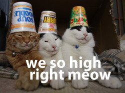 I’m so high right meow…