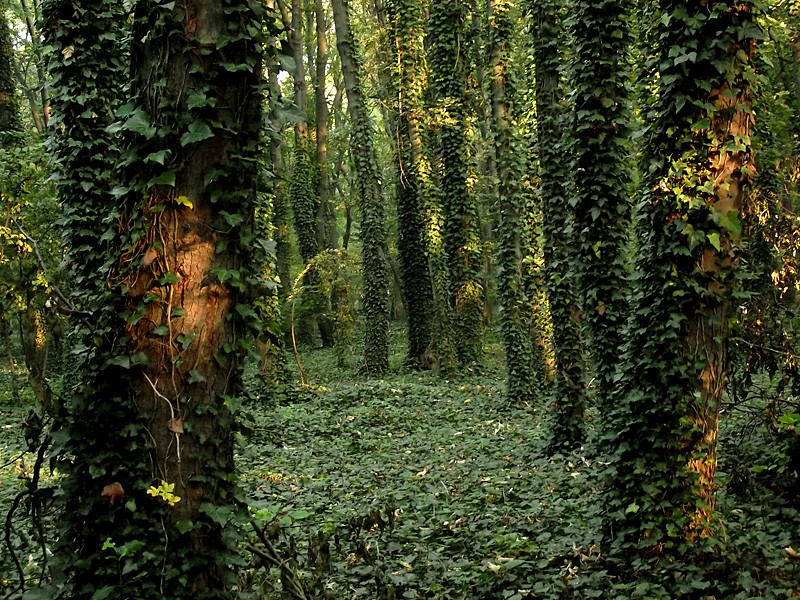 natureac:  This blog will make you feel at peace 