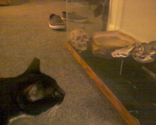 This is Maynard, our new red tail boa! and our curious kitty, Geoffrey.mmm bad cellphone quality. 