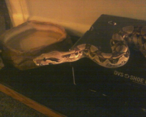 This is Maynard, our new red tail boa! and our curious kitty, Geoffrey.mmm bad cellphone quality. 
