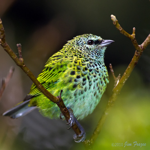 Northern Spotted Tanager (Tangara punctata) by SARhounds on Flickr.