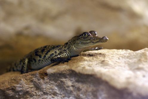 Baby crocs are ungodly cute.