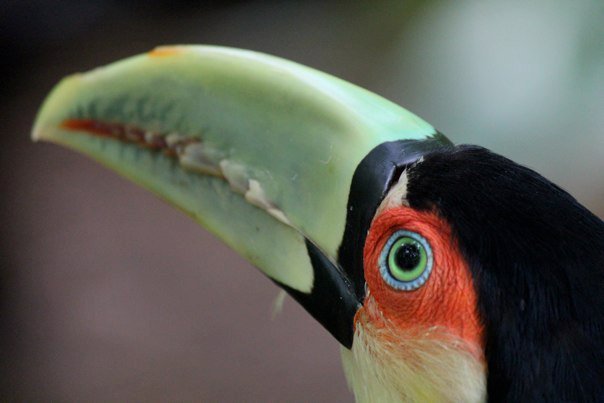 theanimalblog:  by: Dagraper  Toucan!