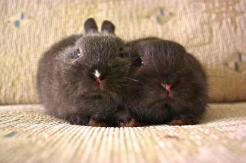 I do love kitties, but bunnies?  I turn into some kind of goofy smiley cartoon character and just melt!