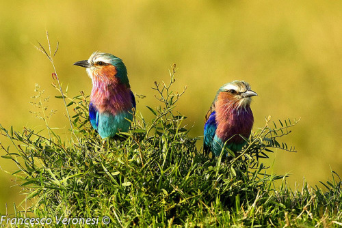 animals-animals-animals: Lilac-breasted Roller (by fveronesi1)