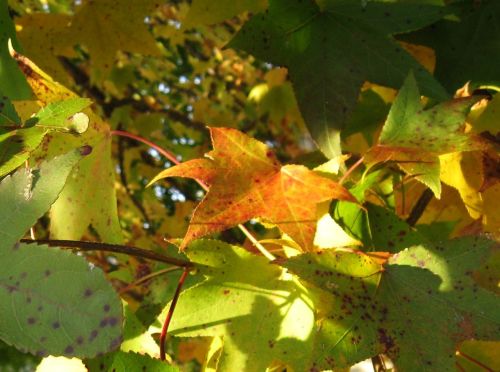 Buckeye leaves.