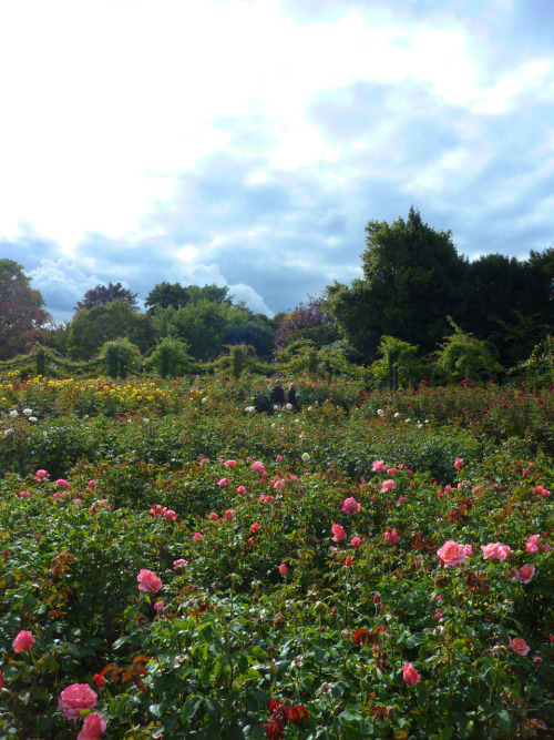 Roses as far as the eye can see!  Regent&rsquo;s Park&rsquo;s amazingly gorgeous (and free!) gardens