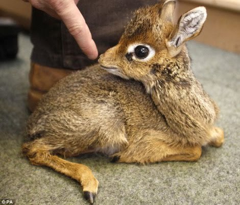 rhamphotheca:  nice-hat: Dik Dik (Madoqua spp.)  Dik Diks are dwarf antelope that grow to about 12-16 inches tall and  only 7-16 pounds. Dik-diks are named for the alarm calls of the females,  which make a dik-dik, or zik-zik sound. These guys are so
