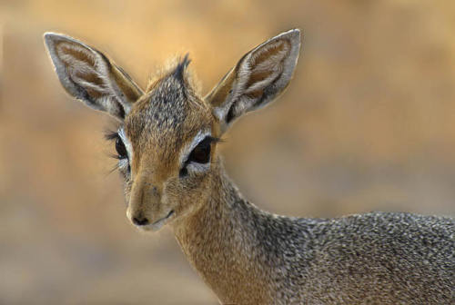 rhamphotheca:  nice-hat: Dik Dik (Madoqua spp.)  Dik Diks are dwarf antelope that grow to about 12-16 inches tall and  only 7-16 pounds. Dik-diks are named for the alarm calls of the females,  which make a dik-dik, or zik-zik sound. These guys are so