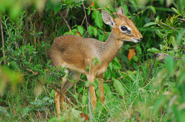 tapixlaughingalonewithherself:  nice-hat:  Dik Diks are dwarf antelope that grow