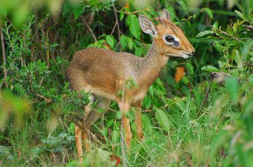tapixlaughingalonewithherself:  nice-hat:  Dik Diks are dwarf antelope that grow to about 12-16 inches tall and only 7-16 pounds. Dik-diks are named for the alarm calls of the females, which make a dik-dik, or zik-zik sound. These guys are so tiny, big