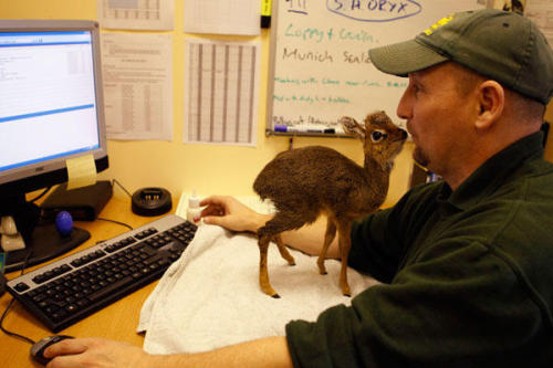 tapixlaughingalonewithherself:  nice-hat:  Dik Diks are dwarf antelope that grow to about 12-16 inches tall and only 7-16 pounds. Dik-diks are named for the alarm calls of the females, which make a dik-dik, or zik-zik sound. These guys are so tiny, big