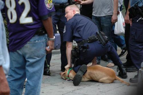 we-partyallnight:  glitterbitches:  The dog was named Parrot. This was taken moments before Parrot was murdered by the cop. The cop drove his knee into the middle of Parrot’s back while stretching Parrot’s forelegs behind him, as one would do with