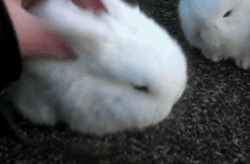 harshwhimsical:  im-cool-like-that: Holland Lop Bunnies  reblogs bunnies to heal