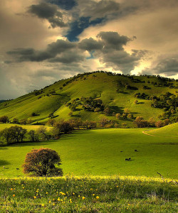 zetholiel:  giantsofstone:  march memory by Marc Crumpler (Ilikethenight) on Flickr.  Ahfgdhgf there are fields like this here in Oregon on the way to the Country Fair and the drive there is almost as good as the fair itself, I swear 