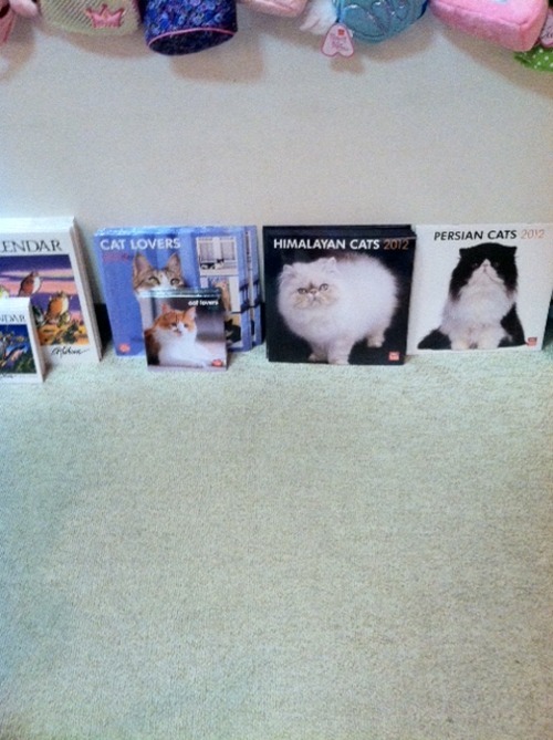 crazy-cat-ladies:  While in Charlottesville, VA, I found a store called The Cat House and so I took pictures! The pics above and below are from the store!     
