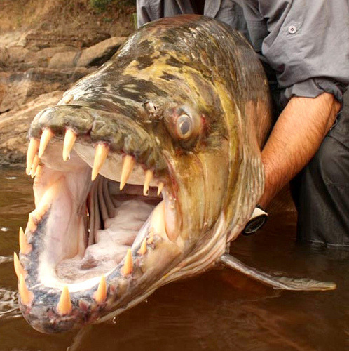 Piranha fish attack human