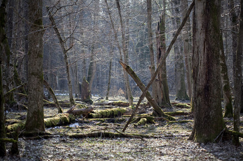 fyeaheasterneurope:Bialowieza/Belovezhskaya, the last primeval forest in Europe.Poland & Belarus