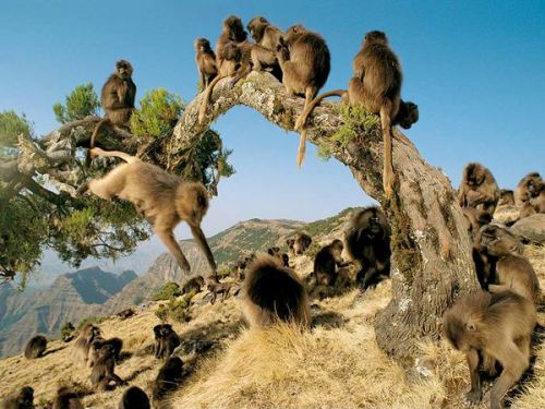 Geladas are sort of baboons. They&rsquo;re the only monkeys that are full on grazers, so why are