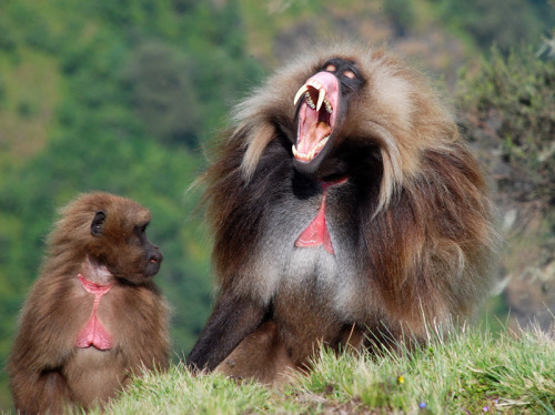 Geladas are sort of baboons. They’re the only monkeys that are full on grazers, so why are the