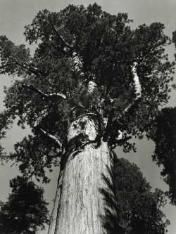 General Sherman tree - Sequoia National Park