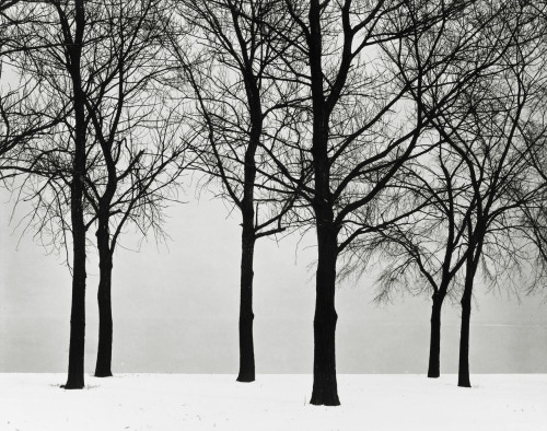 Porn Pics Chicago, Trees in Snow photo by Harry Callahan,