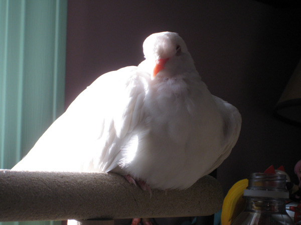 It&rsquo;s much easier to catch him dozing with the actual camera. I need to