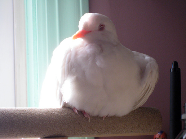 It&rsquo;s much easier to catch him dozing with the actual camera. I need to