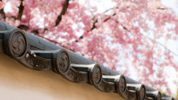 fuckyeahseoulandtokyo:  Sakura in Koko-en garden: Himeji Castle, Japan/Japón by miguelmichan 