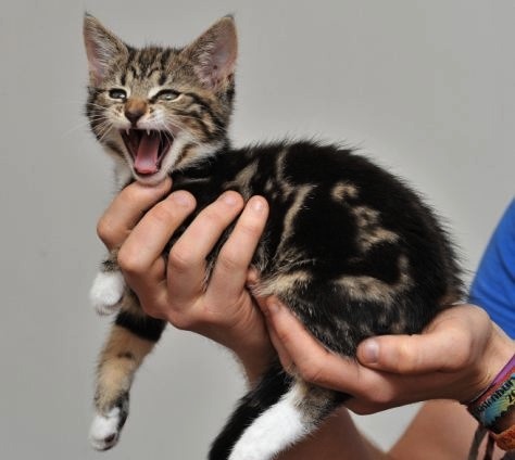 africans:  omg his fur spots spell “cat” 