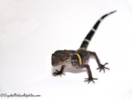 Commonly called the Chinese Cave Gecko, (Goniurosaurus hainanensis), found within the captive reptile trade, though all Goniurosaurus species are not the most handleable of the Eublepharis or “Eyelid” geckos. They will tolerate being handled for...