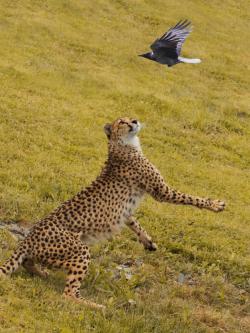 llbwwb:  Cheetah, Fast, but not fast enough by WicsPics