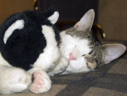 animalswithstuffedanimals:  Taxi takes a little nap with his stuffed buddy. via Walter G. Arce