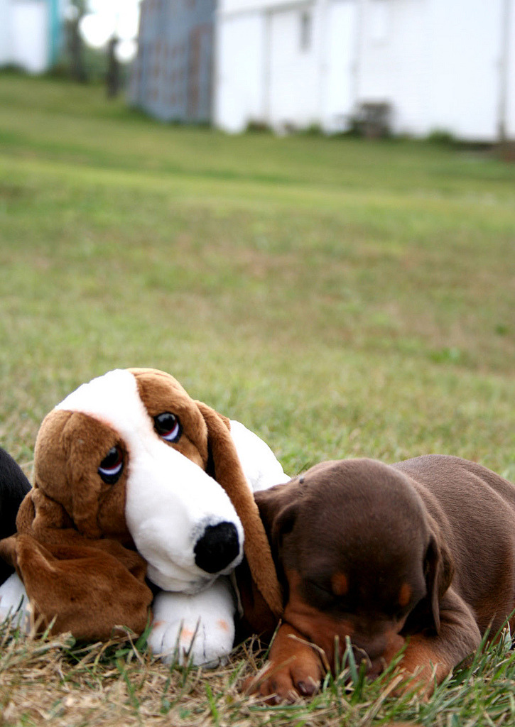 animalswithstuffedanimals:  Doberman puppy sleeping with his stuffed friend. via