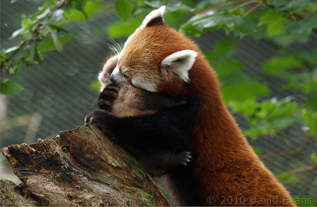i-am-thedoctor:  vainchildofdog:  torabeexplorin:  I wanna red panda!   I screamed