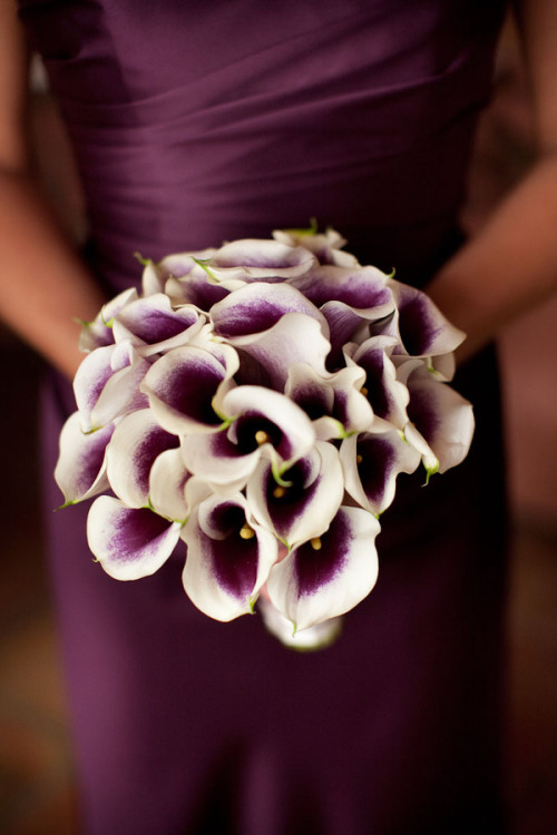 My wife’s favorite flower.