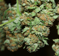 blowinonmedicinal:  hindu kush 