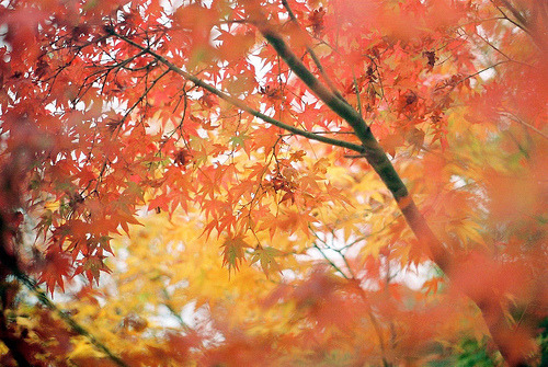 japdorable - Jo