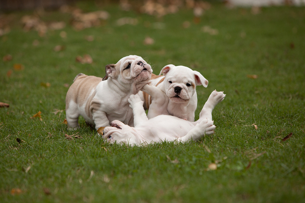 English Bulldog Love